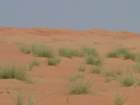 omantrail43_small.jpg